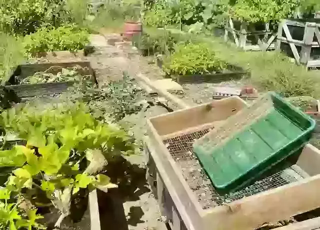 Pulborough Community Allotment: Growing Strong, Growing Together